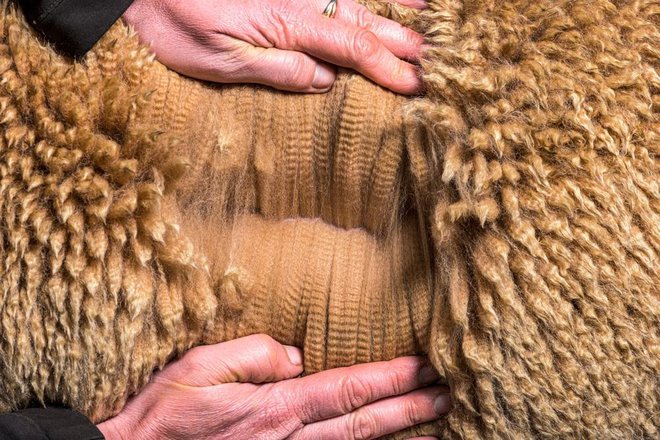 Gosta, skodrana dlaka alpake ščiti pred hudim mrazom. Foto: Eric Isselee/shutterstock
