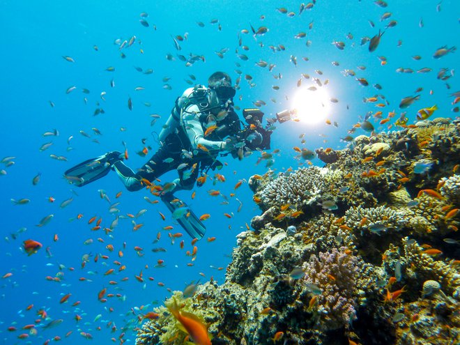 Bogato življenje in zdravi koralni grebeni zanimajo podvodne snemalce ter fotografe z vsega sveta. Foto: Urban Modic