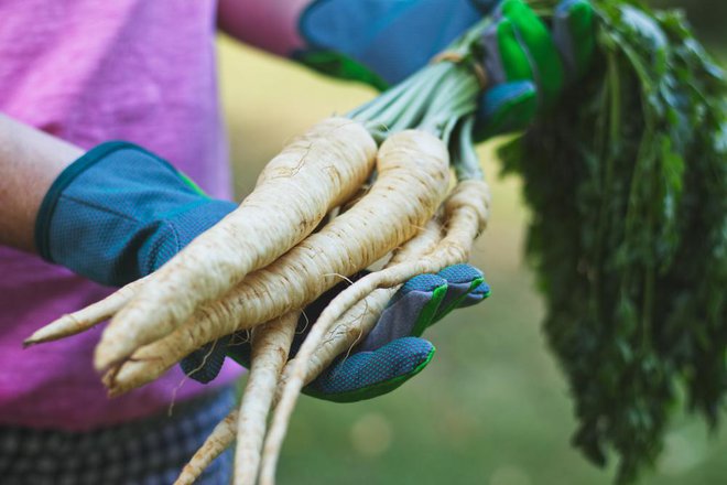 Vrtnarjem se pri rokovanju s pastinakom priporoča uporaba rokavic, saj lahko snovi v rastlini povzročijo alergijsko reakcijo na koži. Foto: Shutterstock