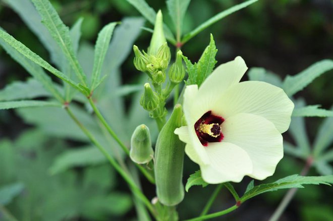 Okro lahko vzgojite tudi na domačem vrtu, saj je izredno nezahtevna rastlina, ki je tudi lepa na pogled. Njeni cvetovi spominjajo na hibiskus. Foto: Shutterstock