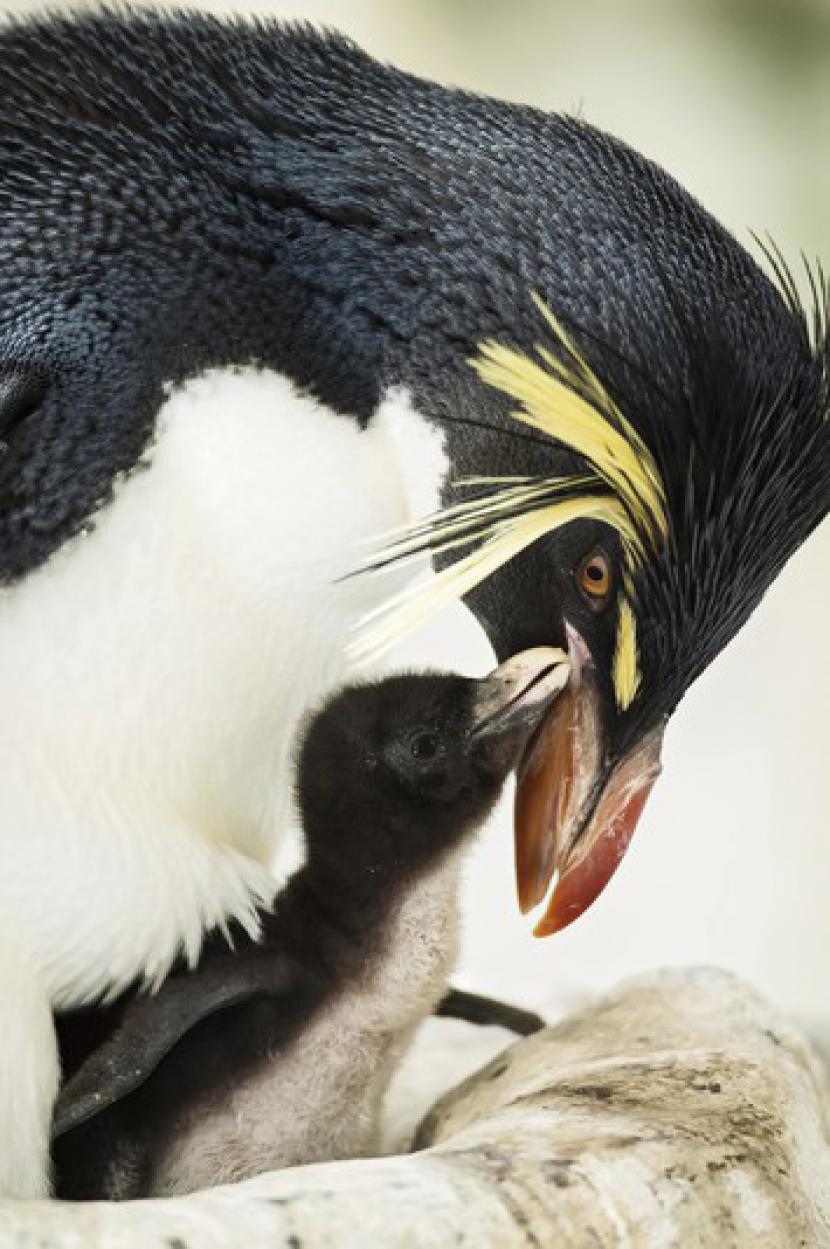 Enajst pingvinčkov že uganja vragolije