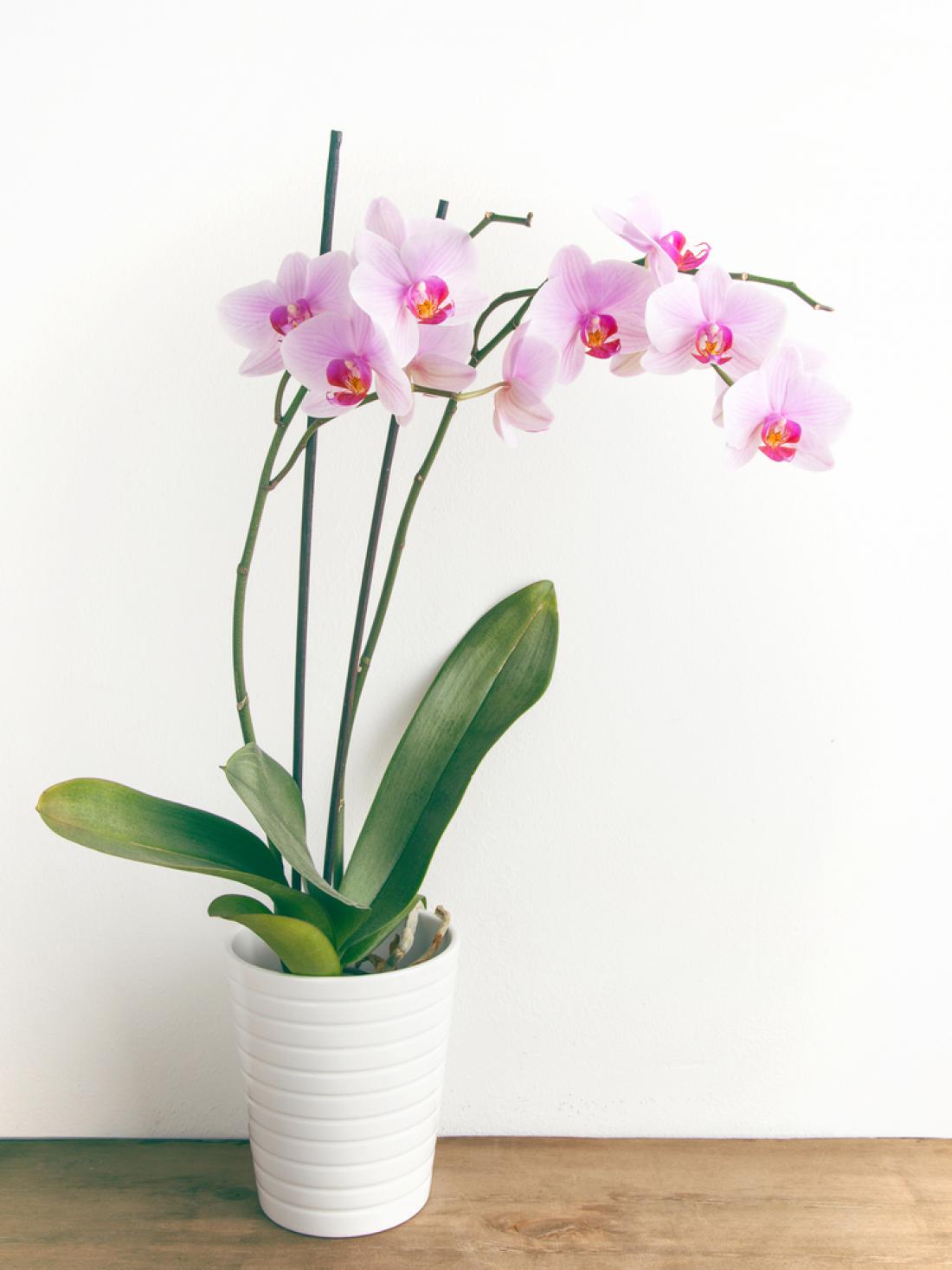 Vse, kar morate vedeti o orhidejah