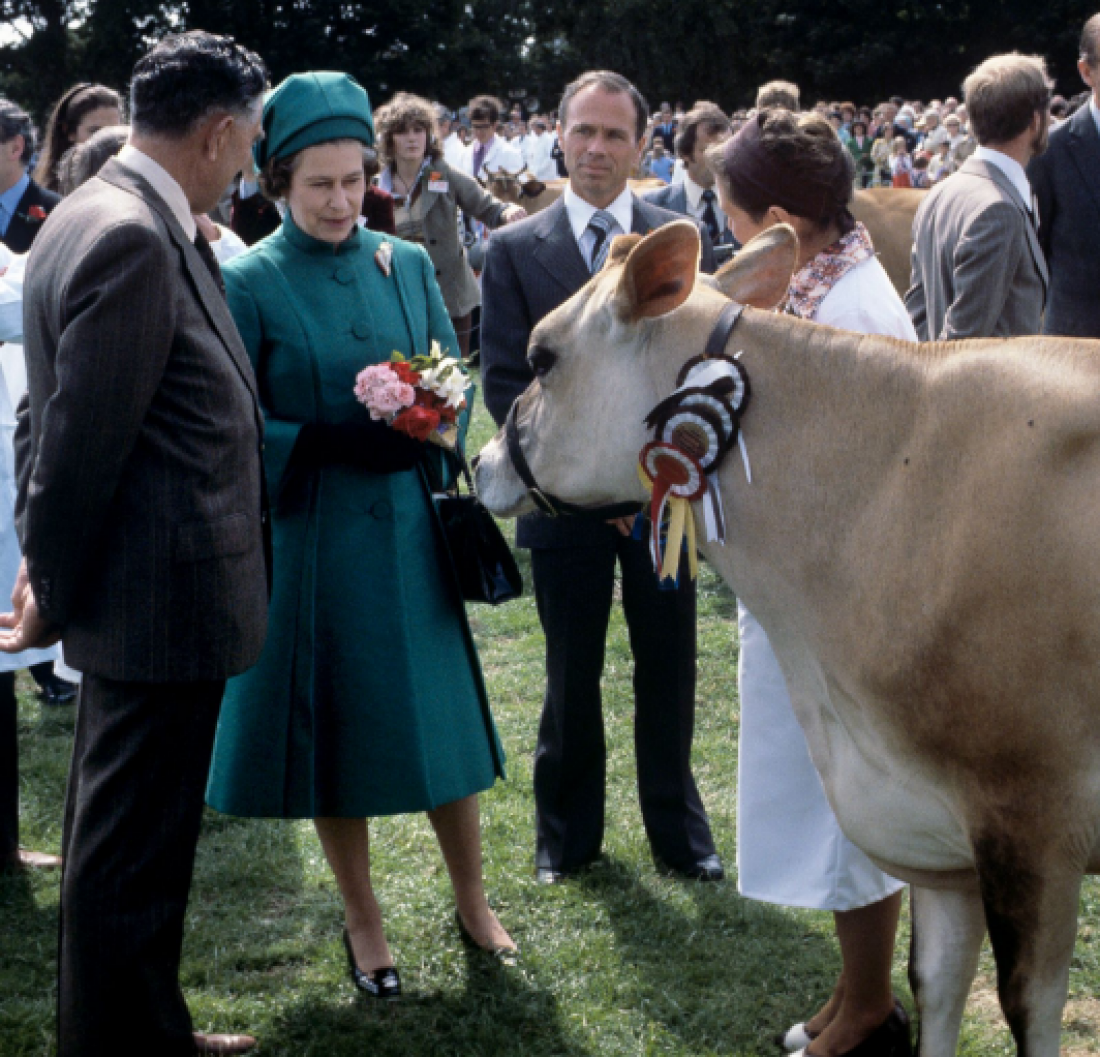 Leta 1978 je med obiskom angleškega otoka Jersey severno od Francije prejela tradicionalno živo kravo. Foto: AP