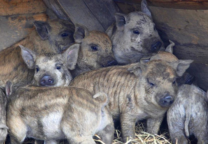 Kopica najmlajših prašičjih mladičkov cenjene srbsko-madžarske pasme mangalica, ki v odraslosti spominjajo na ovčke.