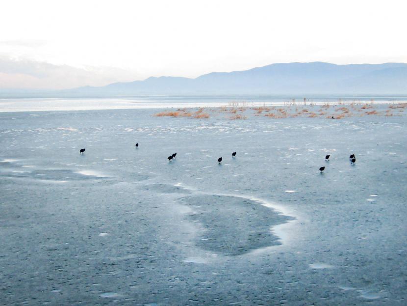 Ptice razburjeno tekajo po ledu, ki je za Dojransko jezero velika redkost.