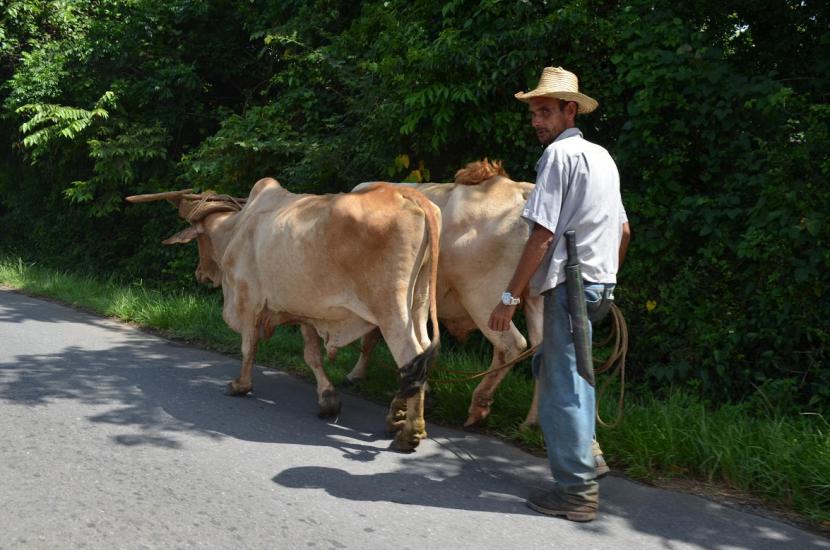 Domačini z živalmi ali vozovi na Kubi niso posebnost.