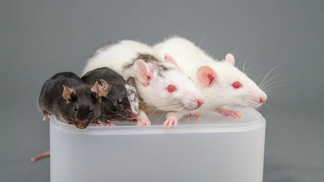 Navadna miš, miš z izvornimi celicami podgane, podgana z izvornimi celicami miši in navadna podgana. 