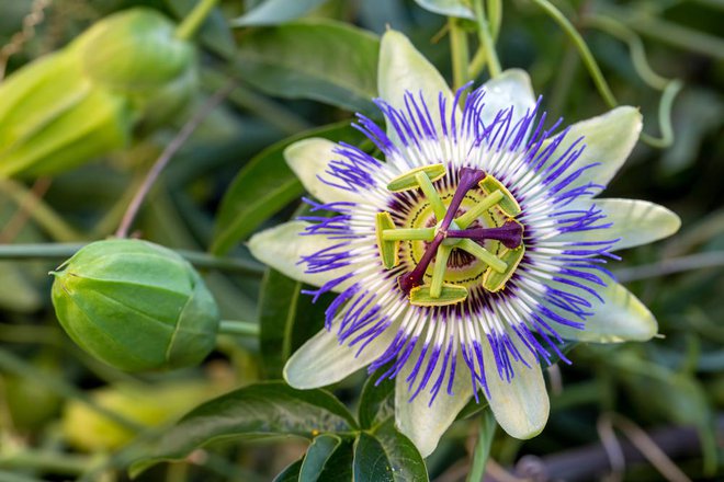 Tudi cvetovi pasijonke imajo pomirjevalne učinke. FOTO: Esin Deniz/shutterstock
