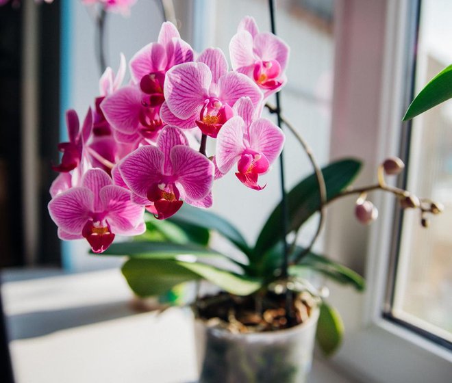 Večina ljudi niti ne ve, da je orhideja simbol mesene ljubezni. Foto: Alie04/shutterstock
