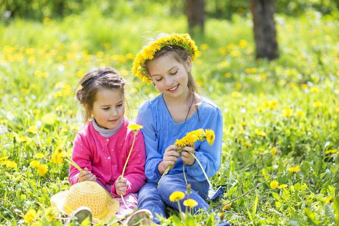 Nad nabiranjem travniških cvetlic so še posebej navdušeni otroci. Preživite z njimi čas v naravi in skupaj spletite venček iz regratovih cvetov. Foto: Vitaliy Karimov/shutterstock