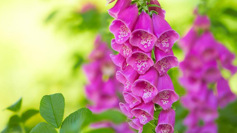 Fotografija: Naj vas lepi cvetovi ne premamijo. Foto: Shutterstock