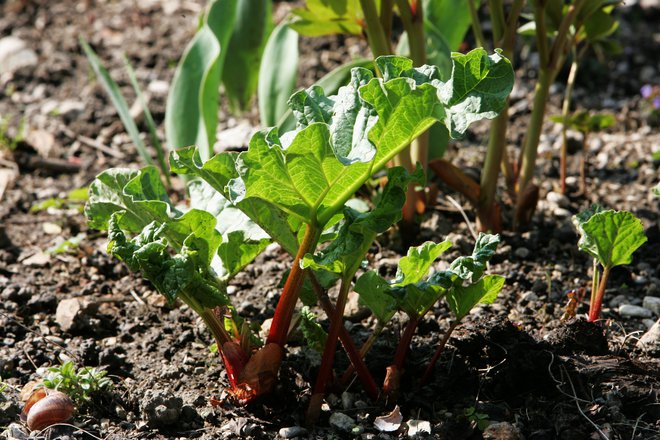 Rabarbara je nezahtevna rastlina, ki raste tudi v polsenci. Foto: Igor Modic/Delo