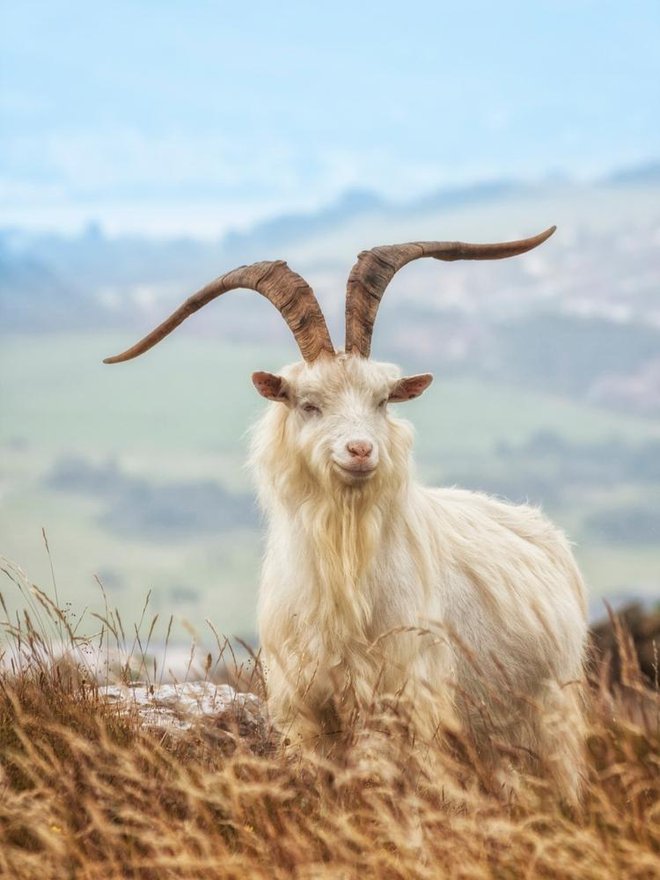 Kašmir ni enak ovčji volni, dajejo ga posebne vrste kašmirskih koz. Foto: Oliver Hoffmann/shutterstock