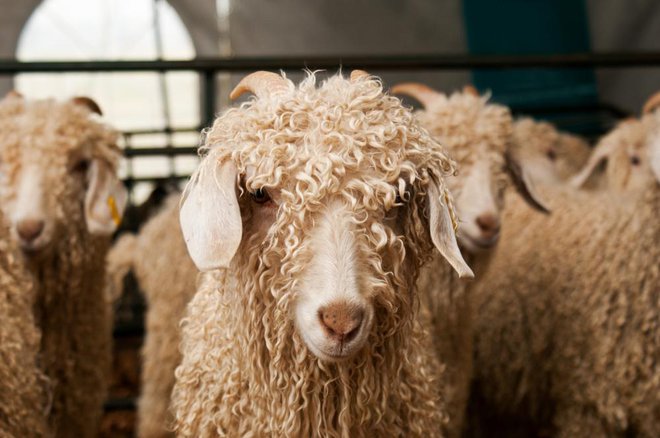 Moher pridobivajo s striženjem angora koz. Foto: Catherine Eckert/shutterstock