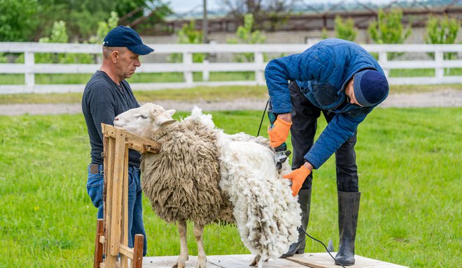 Kvalitetno volno dajejo samo ovce, ki živijo lepo življenje, saj stres negativno vpliva na rast njihove dlake. Foto: Terelyuk/shutterstock