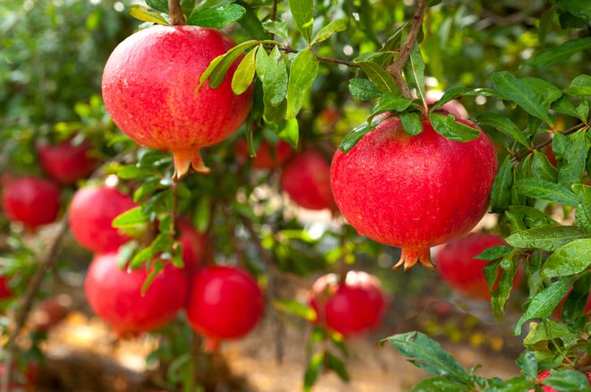 Granatno jabolko je vzdržljivo drevo, ki prenese zimske teperature do -12 stopinj Celzija. Foto: Grafnata/shutterstock