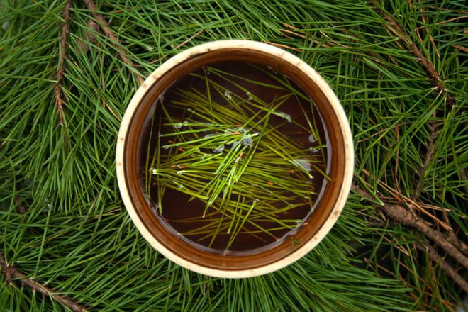 Čaj iz borovih iglic so redno uživali taoistični menihi, saj so verjeli, da jim prinaša dolgoživost.  Foto: Shutterstock