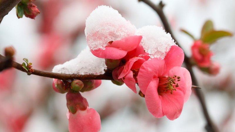 Fotografija: Nas lahko preseneti še kakšna pozeba ali sneg, kot se je to zgodilo v preteklih letih konec aprila? Foto: Aksenya/Shutterstock