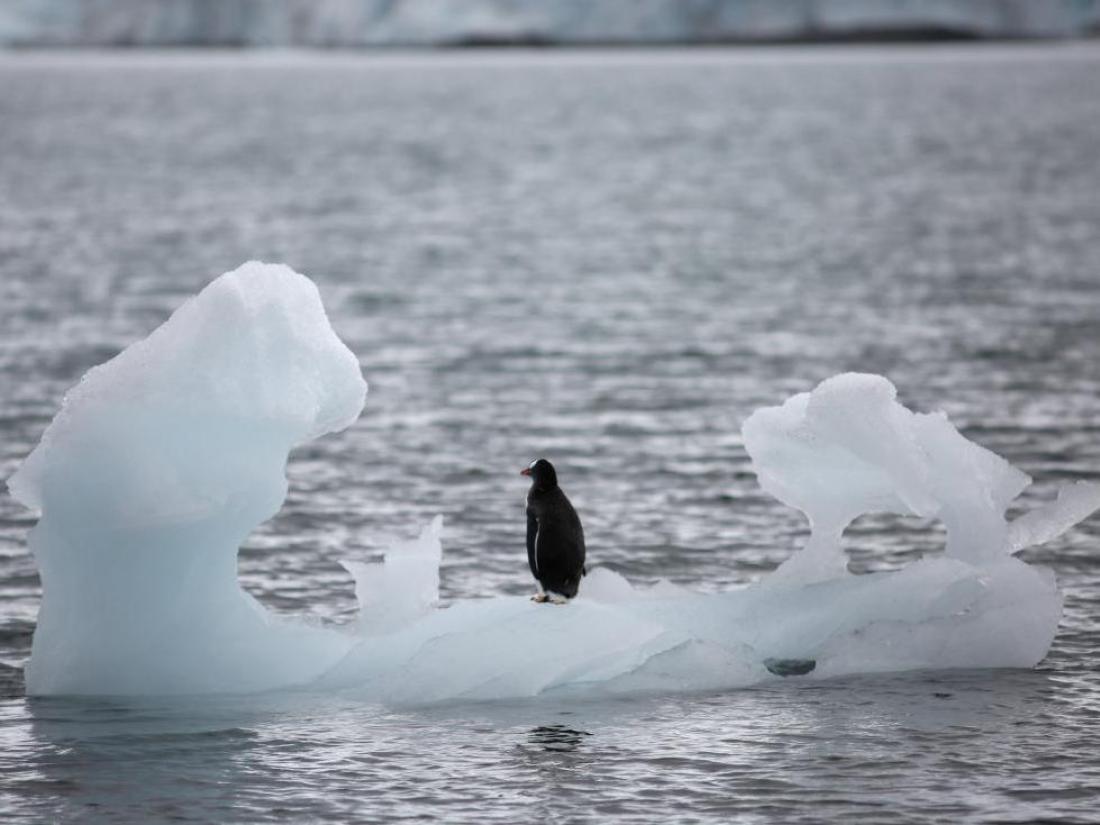 Alarm: ledu na Antarktiki je le še za tri petine