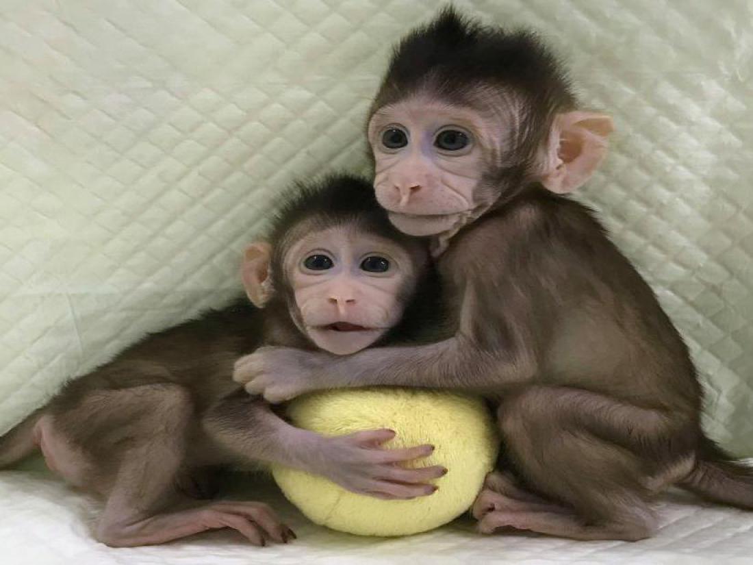 Smo po kloniranih opicah na vrsti ljudje?