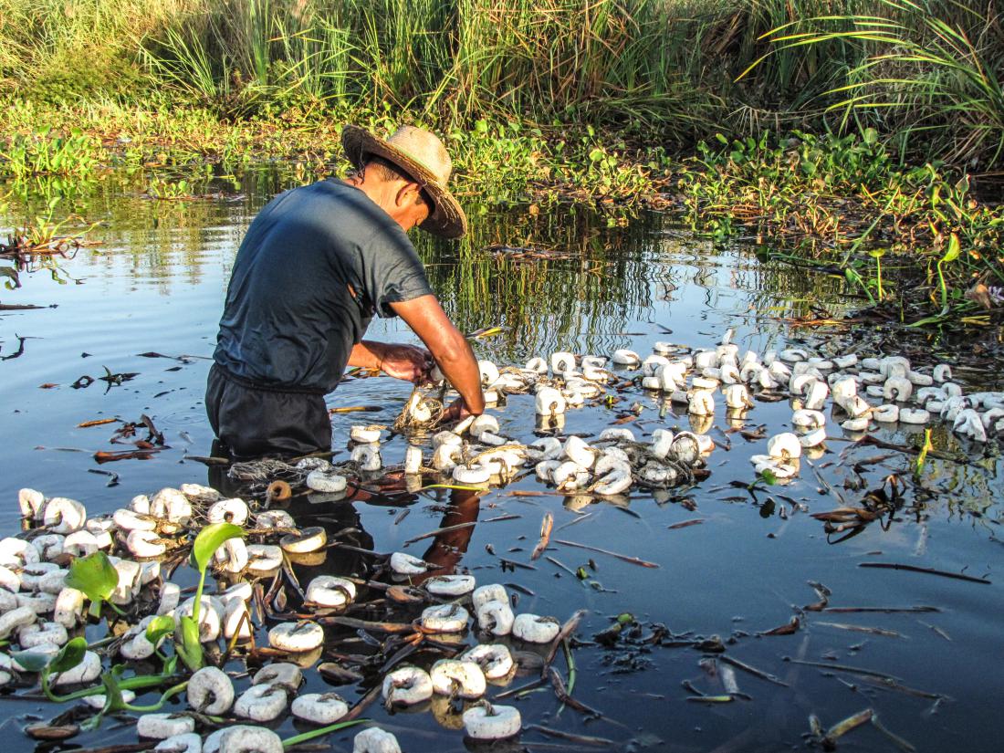 Monterrico, Gvatemala: ribič pri jutranjem ribolovu v močvirju med mangrovami