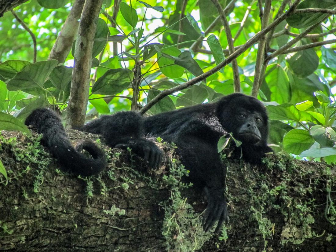 Chiapas, Mehika: Rjoveče opice čuvajo antična majevska mesta. Resda nenevarne, a je njihov zvok toliko bolj grozeč!