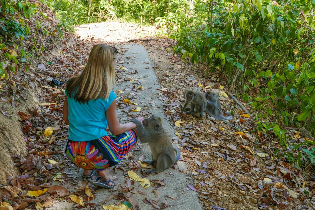 Prijazne opice so vajene turistov.