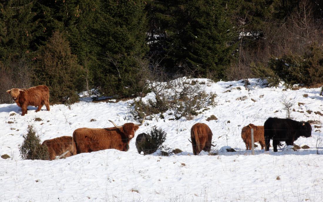 Dolgodlako škotsko govedo se v snegu prav dobro počuti.