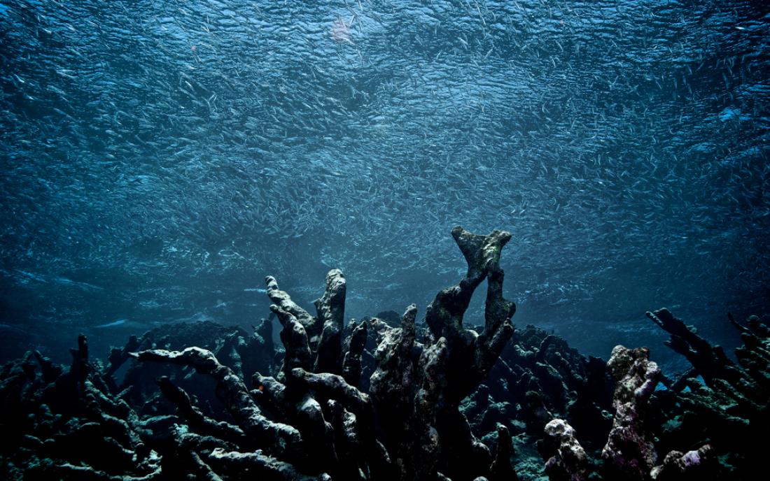 Nekoč pisani in polni življenja koralni grebeni zaradi segrevanja oceanov počasi umirajo. 