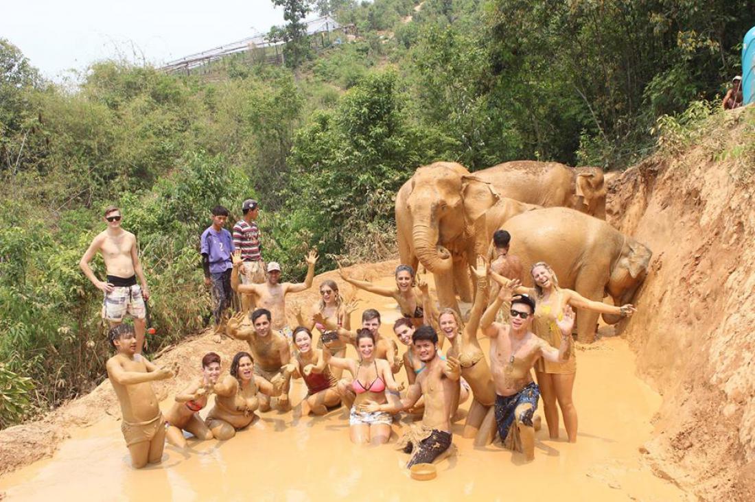Kopanje slonov na Tajskem. 